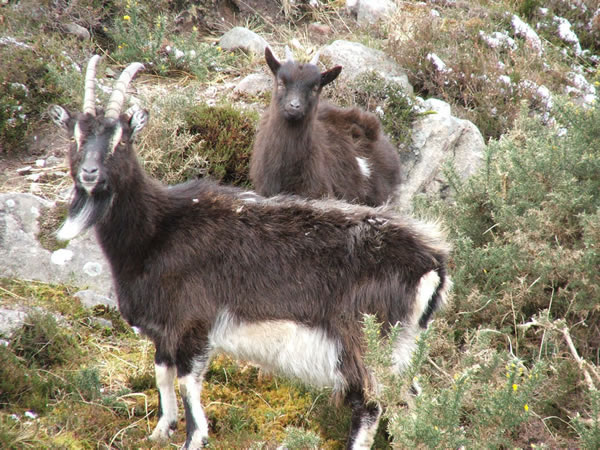 Wild goats not far from Camusnagaul